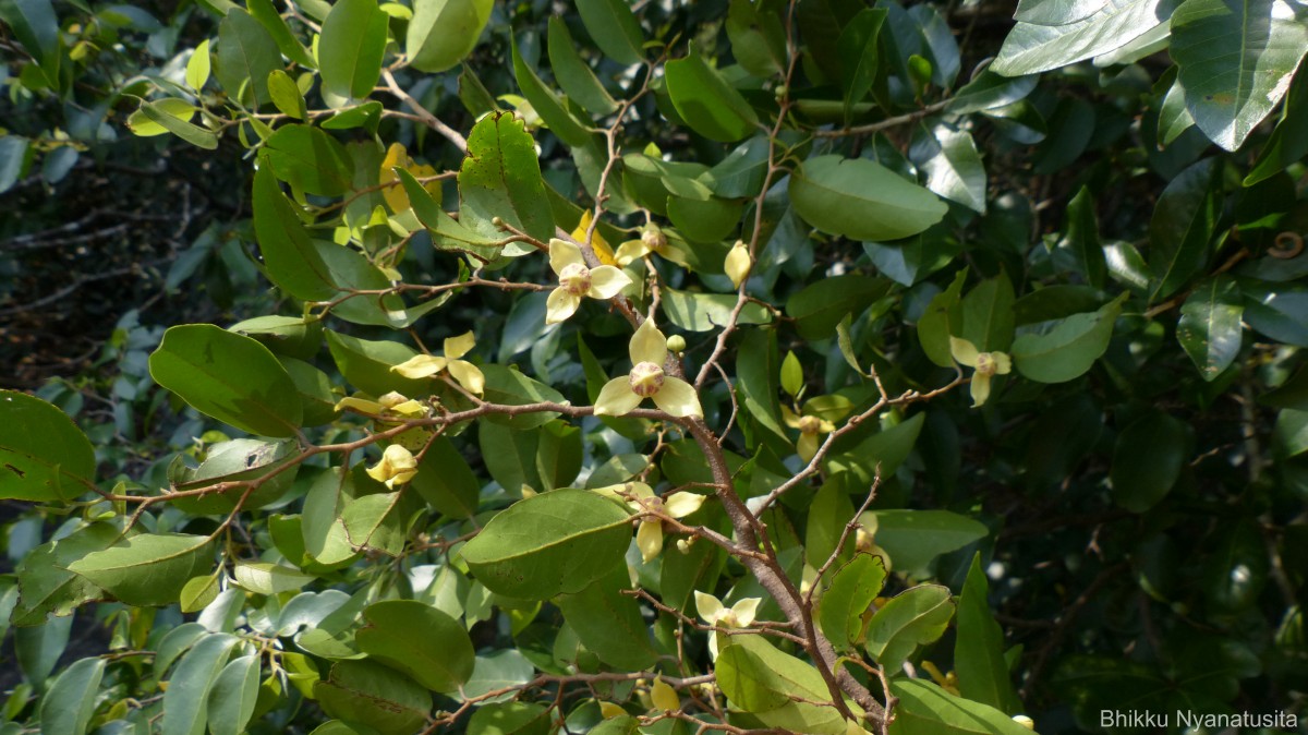 Mitrephora heyneana (Hook.f. & Thomson) Thwaites